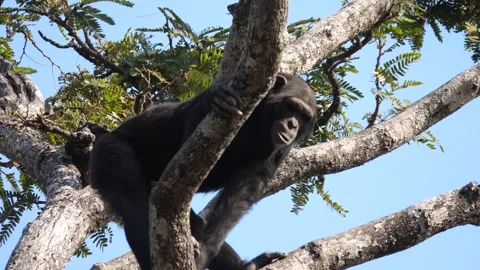 Chimp in a tree at Chimfunshi Chimp Orphanage Stock Footage 321728706