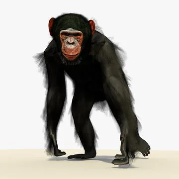 Chimp Walking Pose With (FUR) 3D Model