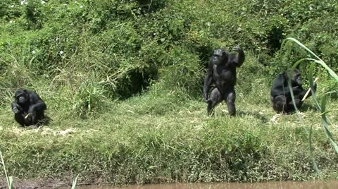 CHIMP WAVES Video stock 12751741