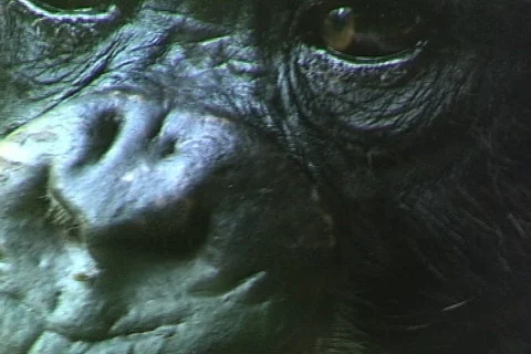 Chimp-xcu Stock Footage 816934