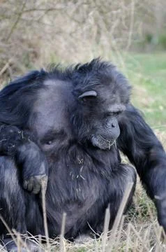Chimpanze eating Stock Photos