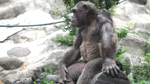 Chimpanzee 10 Stock Footage 3790289