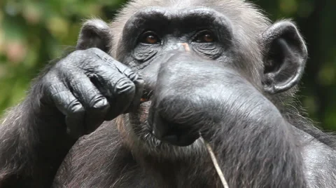 Chimpanzee 13 Stockbeeldmateriaal 1078506