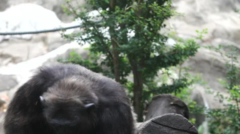 Chimpanzee 16 Video stock 3803101