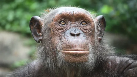 Chimpanzee 17 Видео 3800883