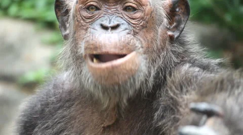 Chimpanzee 18 Stock Footage 3800312