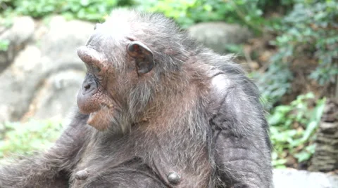 Chimpanzee 19 Stock-Footage 3799253