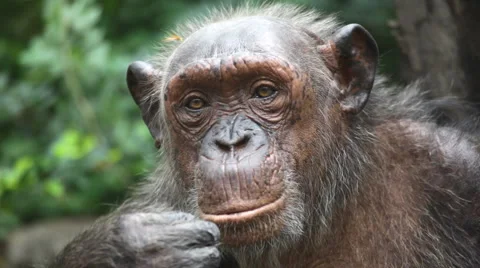 Chimpanzee 2 Stock-Footage 3806952