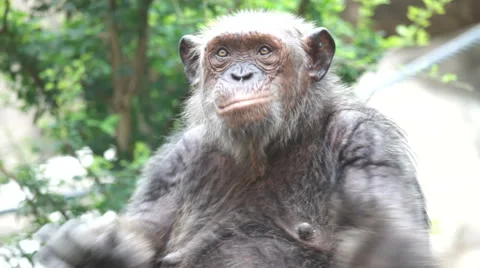Chimpanzee 20 Видео 3797975