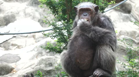 Chimpanzee 22 Stockbeeldmateriaal 3795593