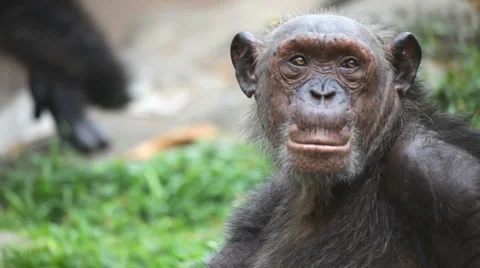 Chimpanzee 23 Stock-Footage 3789094