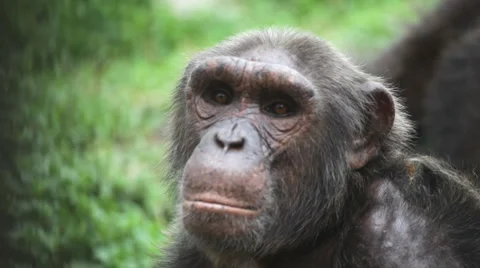 Chimpanzee 24 Видео 3787854