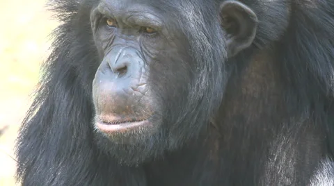 Chimpanzee 29 Stock Footage 3677678