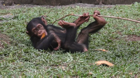 Chimpanzee 3 Stock-Footage 1078496