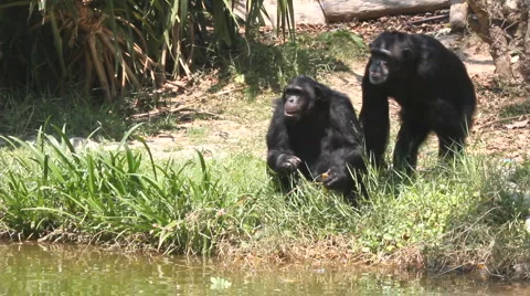 Chimpanzee 30 Video stock 3677677