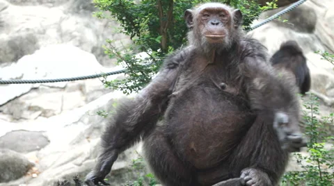 Chimpanzee 6 Stock Footage 3794084