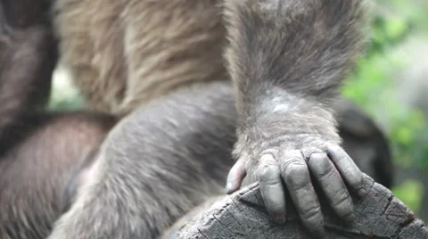 Chimpanzee 9 Video stock 3790808