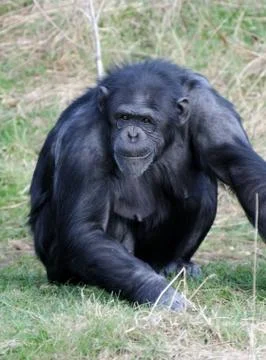 Chimpanzee alert Stock Photos