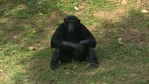 "Chimpanzee Antics: A Day in the Wild" Stock Footage 295248451