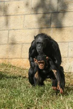 Chimpanzee ape sitting on a fallen tree trunk at wildlife reserve Stock Photos