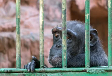 A chimpanzee behind bars. Monkey in captivity. Stock Photos
