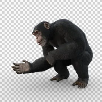 Chimpanzee bending down with hand held out in front. Stock Illustration
