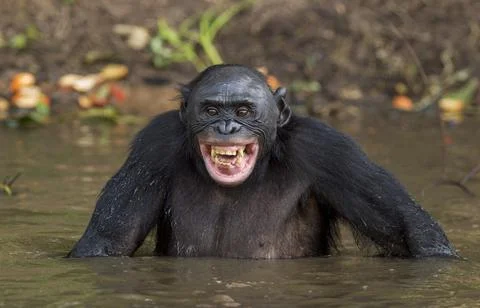 The chimpanzee Bonobo bathes with pleasure and smiles. The bonobo ( Pan panis Stock Photos