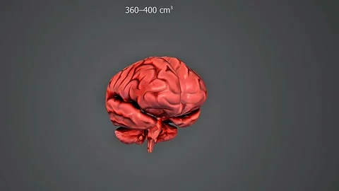 Chimpanzee Brain size Stock Footage 330662157