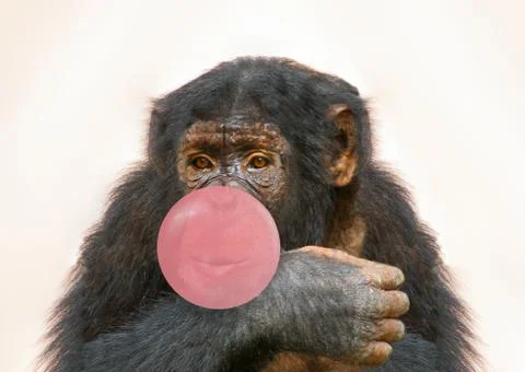 Chimpanzee bubble gum Stock Photos