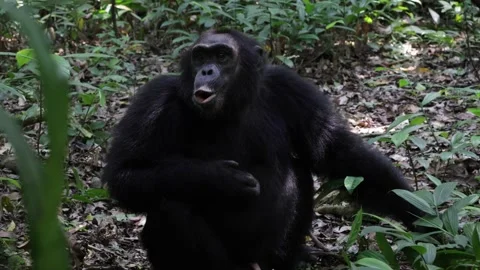 Chimpanzee calling Stock Footage 200858928