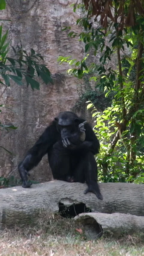 Chimpanzee calling sitting in rainforest Stock Footage 276962208