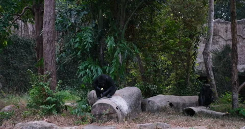 Chimpanzee calling sitting in rainforest Video stock 276962689