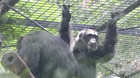 Chimpanzee in captivity Video stock 220011132