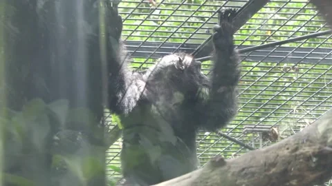 Chimpanzee in captivity Video stock 220011133