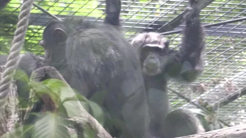 Chimpanzee in captivity Video stock 220011135