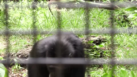 Chimpanzee in captivity Video stock 220011164