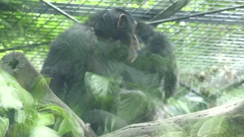 Chimpanzee in captivity Video stock 220011167