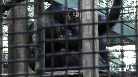 Chimpanzee in captivity Video stock 220011187