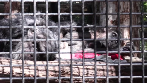 Chimpanzee in captivity Video stock 220011207
