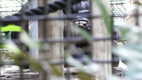 Chimpanzee in captivity Video stock 220011208