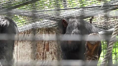 Chimpanzee in captivity Video stock 220011212