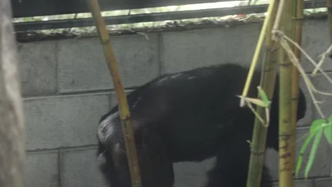 Chimpanzee in captivity Video stock 220011224