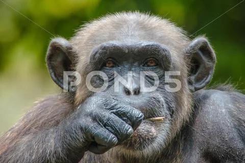 Chimpanzee in captivity Stock Photos