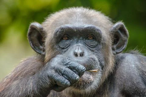 Chimpanzee in captivity Stock-Fotos