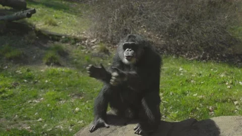 Chimpanzee Clapping Hands Video stock 202342596