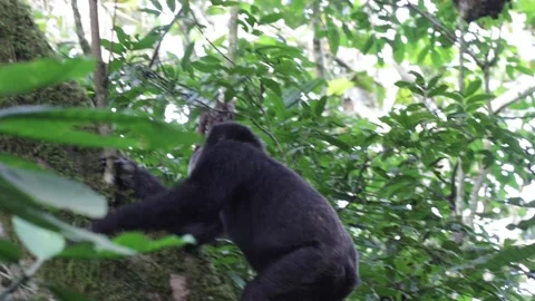 Chimpanzee climb rainforest tree Stock Footage 200858946