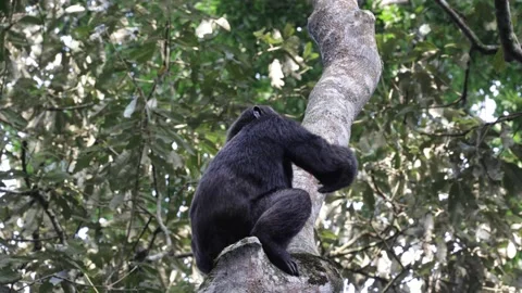 Chimpanzee climbing tree Stock Footage 200858956