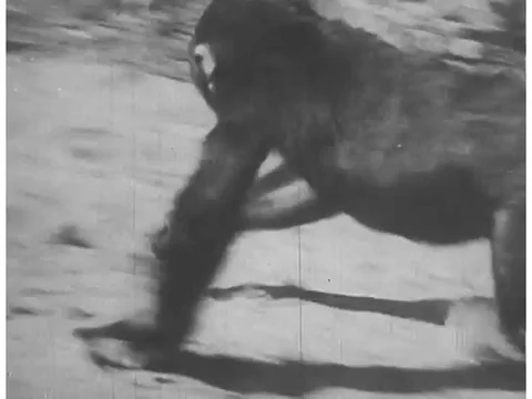 A chimpanzee climbs a tree, throws down coconuts, cracks a coconut open and Stock Footage 74963043