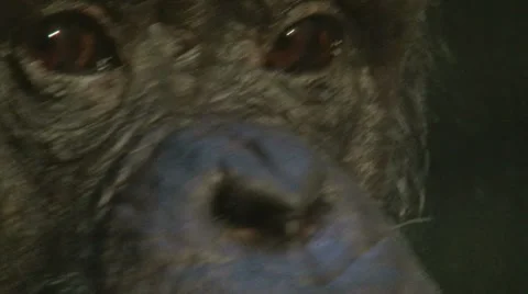 Chimpanzee Close Up 1 Video stock 10588358