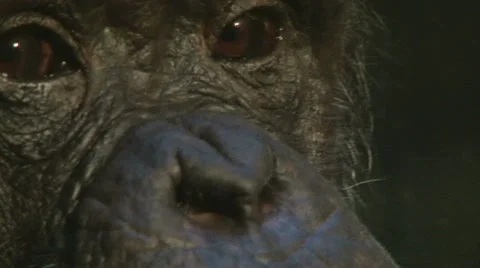 Chimpanzee Close Up 2 Stock Footage 10588374